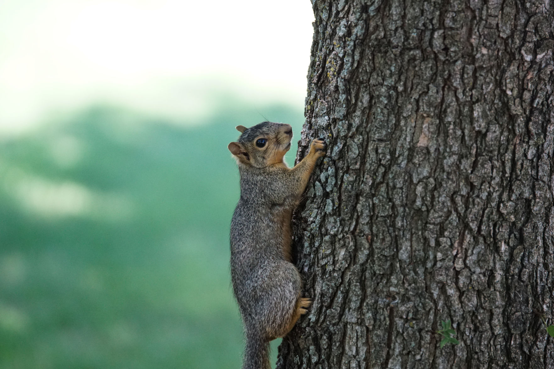 Squirrel